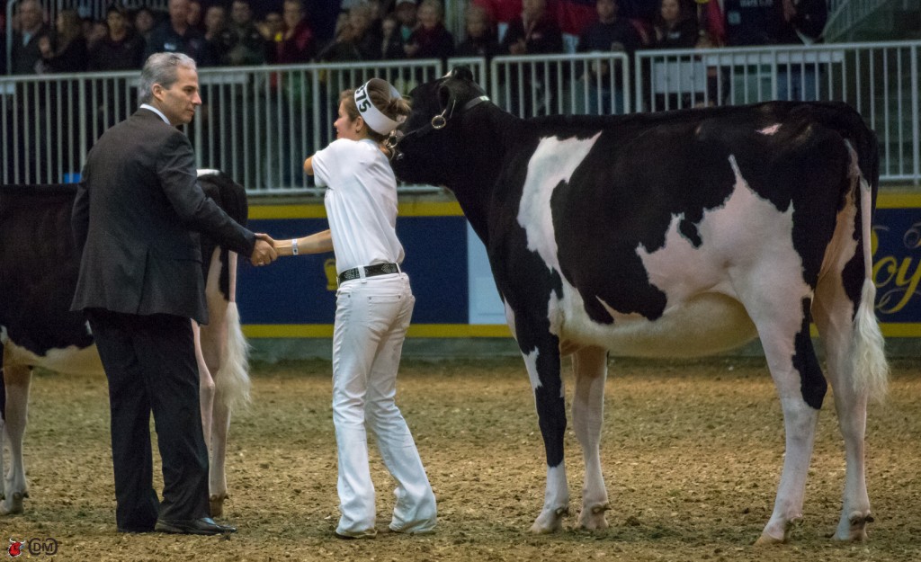 Honourable Mention Champion Showman Ashley Hall, Perth County