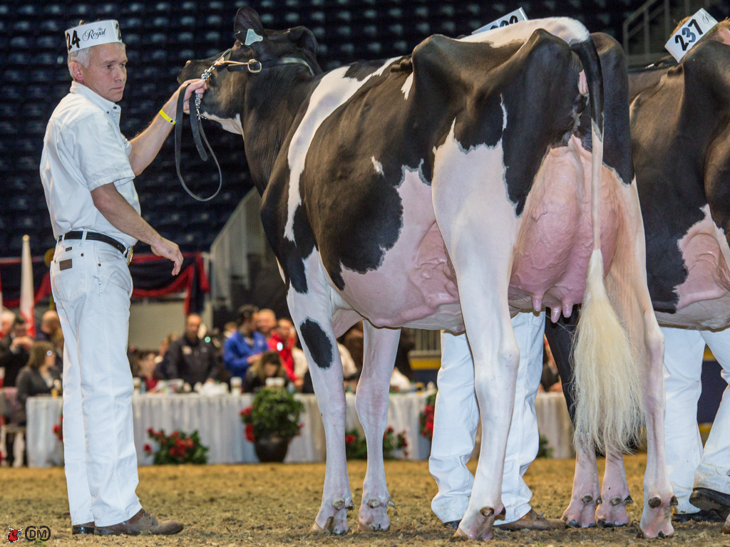 Belfast Goldwyn Lasenza  1st place Junior 2 year old Belfast Holsteins & Mary Inn Holsteins, QC 