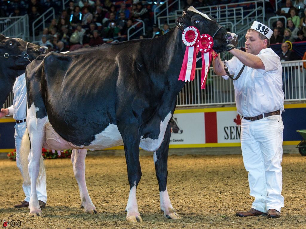 MS Goldwyn Alana 1st place 5 year old and HM Grand Champion P Boulet, Ferme Fortale, Isabelle Verille, QC 