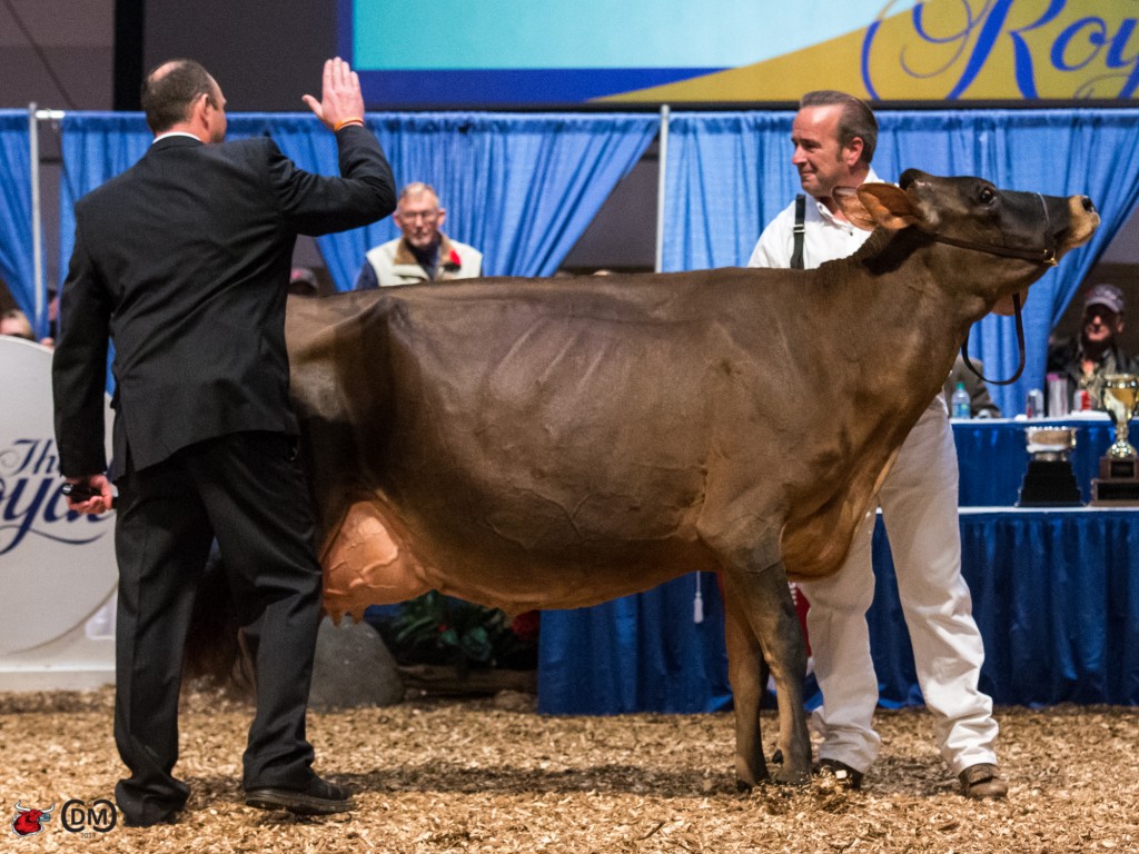 Senior & Grand Champion - Page-Crest Excitation Karlie