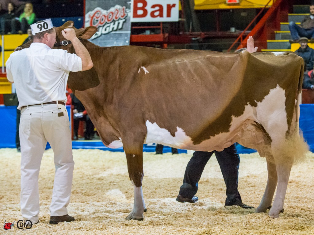 MS Candy Apple Red Grand Champion 