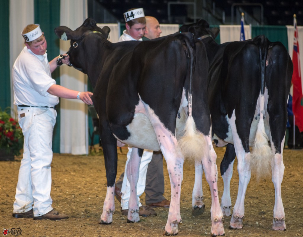 1st place Summer Yearling Heifer - Bryce Seaborn, Northumberland County, on Signature R Katness (by Regancrest Reginald-ET)