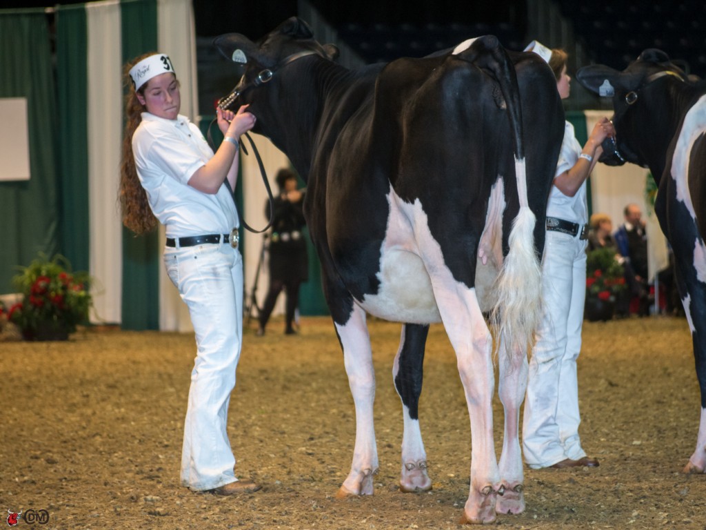 1st place Junior Yearling Heifer - Mauranne Hebert, Quebec East, on Rotaly Windbrook Hilda (by Gillette Windbrook)