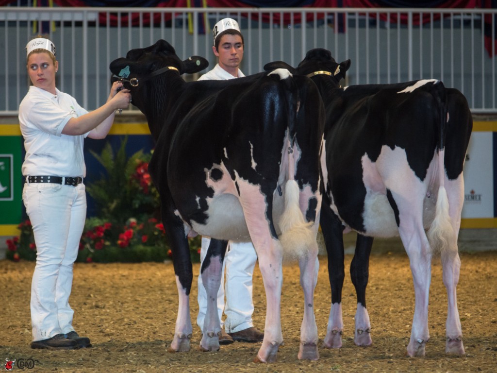 1st place Senior Heifer Calf Christine Armstrong, Niagara North, on Duckett Federal Taz-ET (by Duckett-Sa Federal-ET)