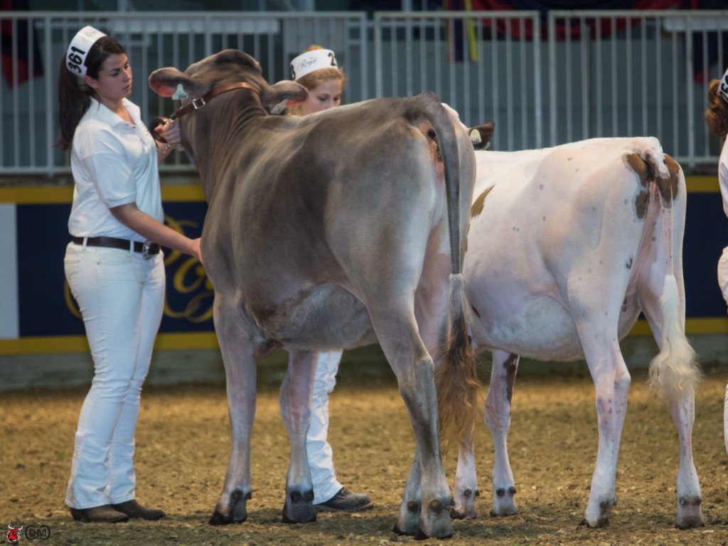 1st place AYRSHIRE, GUERNSEY, MILKING SHORTHORN - EMILY STRENZKE, WATERLOO, BARTSTAR PARKER SOLO