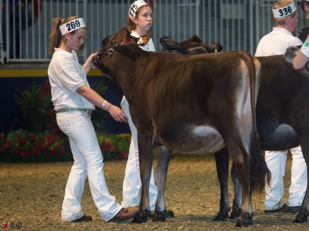 1st place JERSEY YEARLINGS - HANNA DELLAIRE, WELLINGTON, MAUGHLIN TEQUILA RIO
