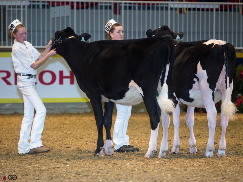 2st place Junior Heifer Calf - Cally Finley, Durham West, on Sildajak Attic Suger (by Allyndale-I Attic)