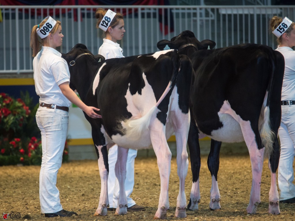 1st place Intermediate Heifer Calf Taryn Campbell, Durham West, on Beaverbrock Rose Marie (by Allyndale-I Attic)