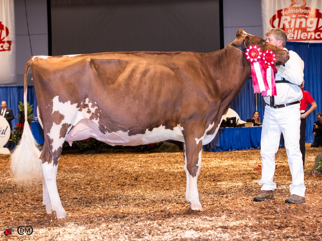 Lookout Elmbridge Lady Rouge