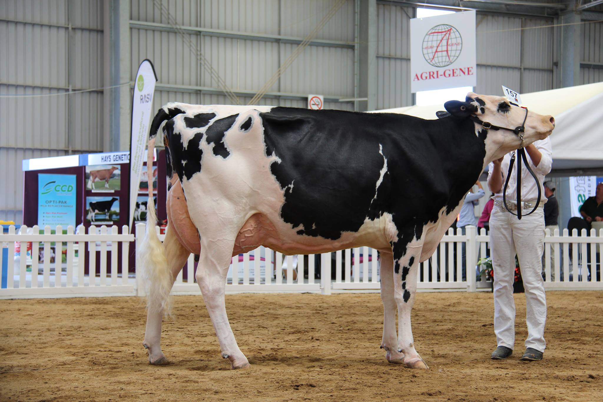 Grand Champion AVONLEA CRACKHOLM DORINDA-IMP-ET