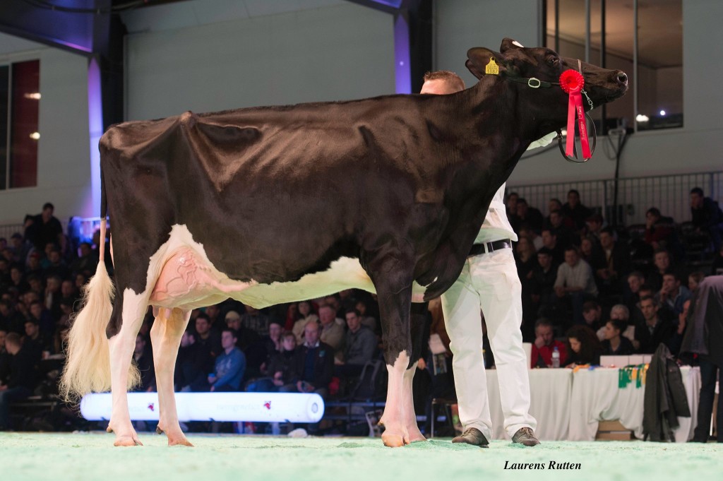 Cloz du Praz Goldwyn Prudence