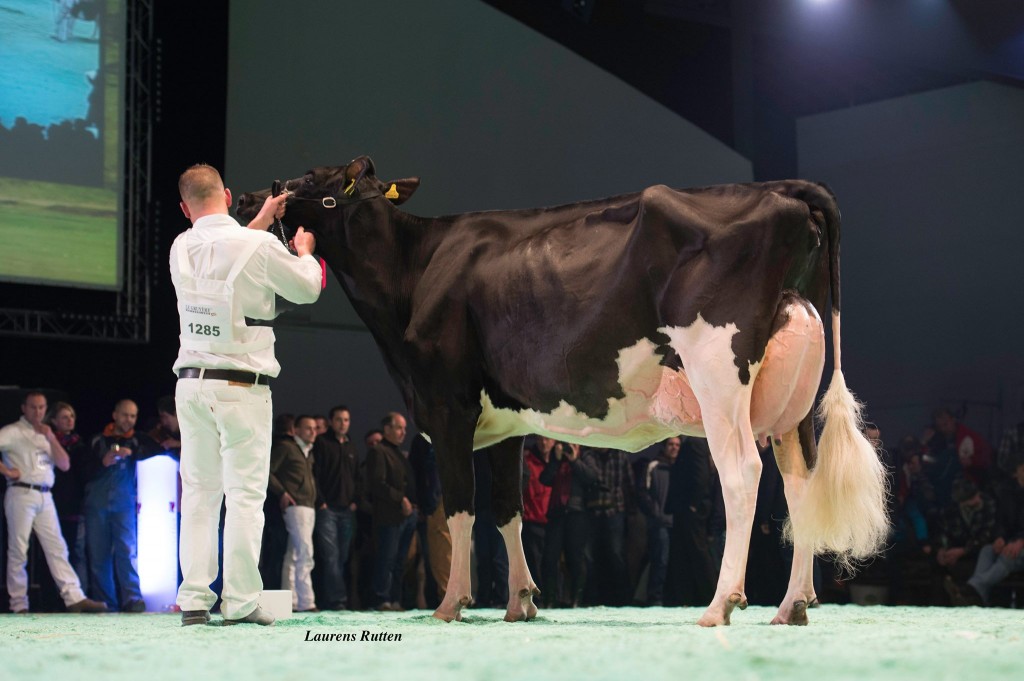 Cloz du Praz Goldwyn Prudence