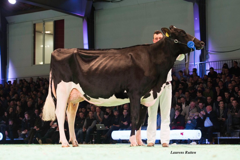 Cross-Hill Goldwyn Bente