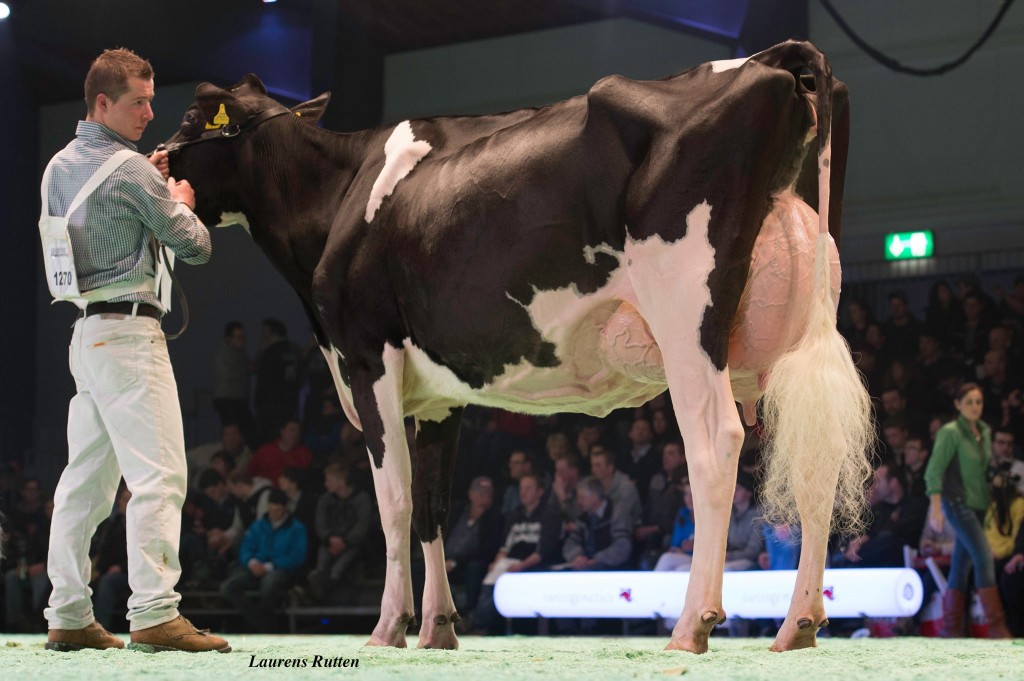 GS Alliance Goldwyn Frosty