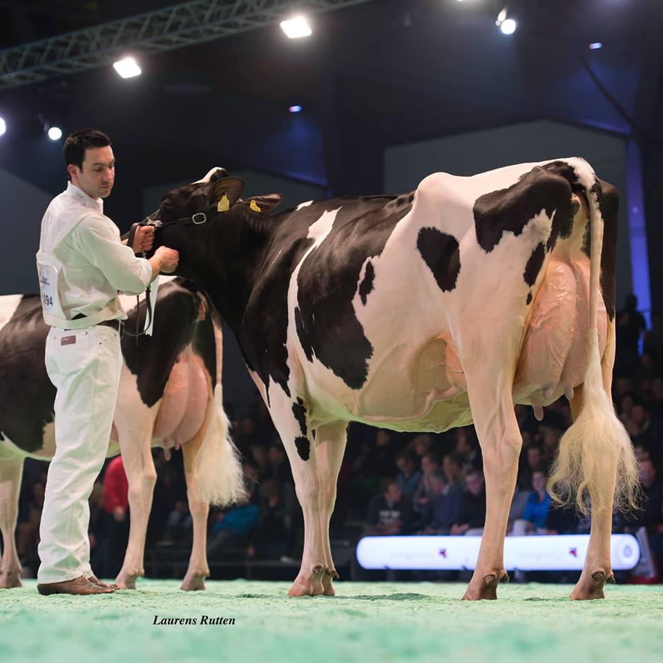 Hellender Talent Eileen