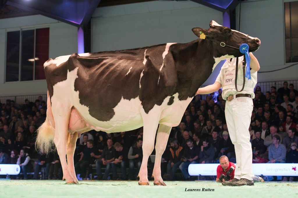 Holst. Papaux Manhatten Gauloise