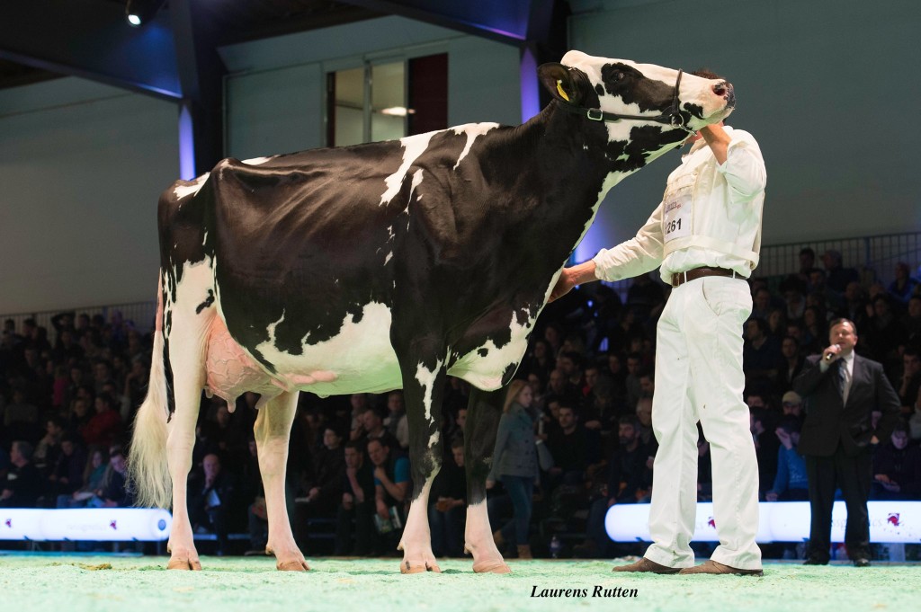 Illen Velvet Valesia