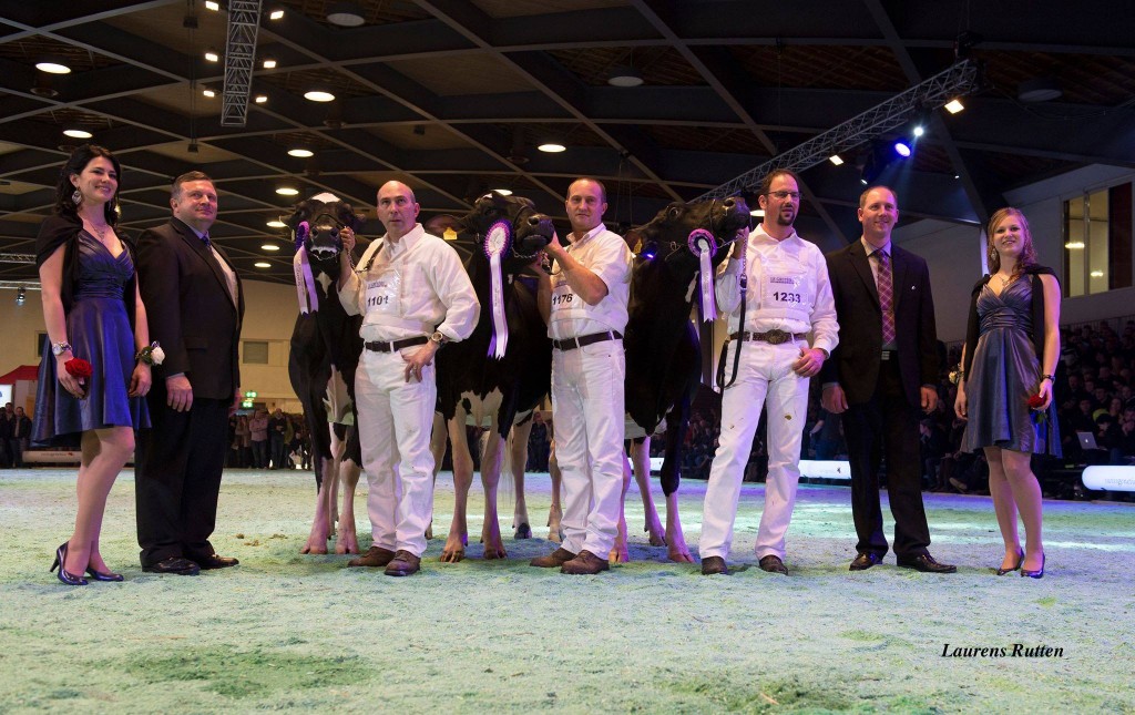 Intermediate Champion 2014 Swiss Expo: Glays-Vray from Junker M. & Stauf & Al.be.ro Reserve : Holst Papaux Atwood Neptune from Comec Curraut Papaux Piller  Honorable Mention: Lisette from Junker Marc & Erhard