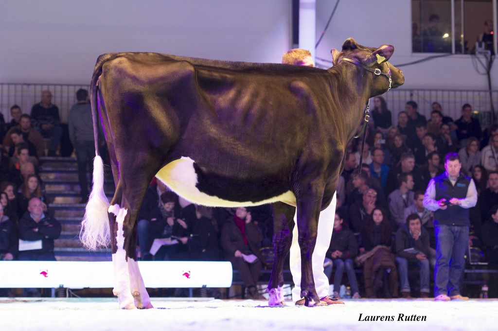 Junior Champion 2014 Swiss Expo: Ruegruet Lauthority Aurel from Ruegruet Holsteins