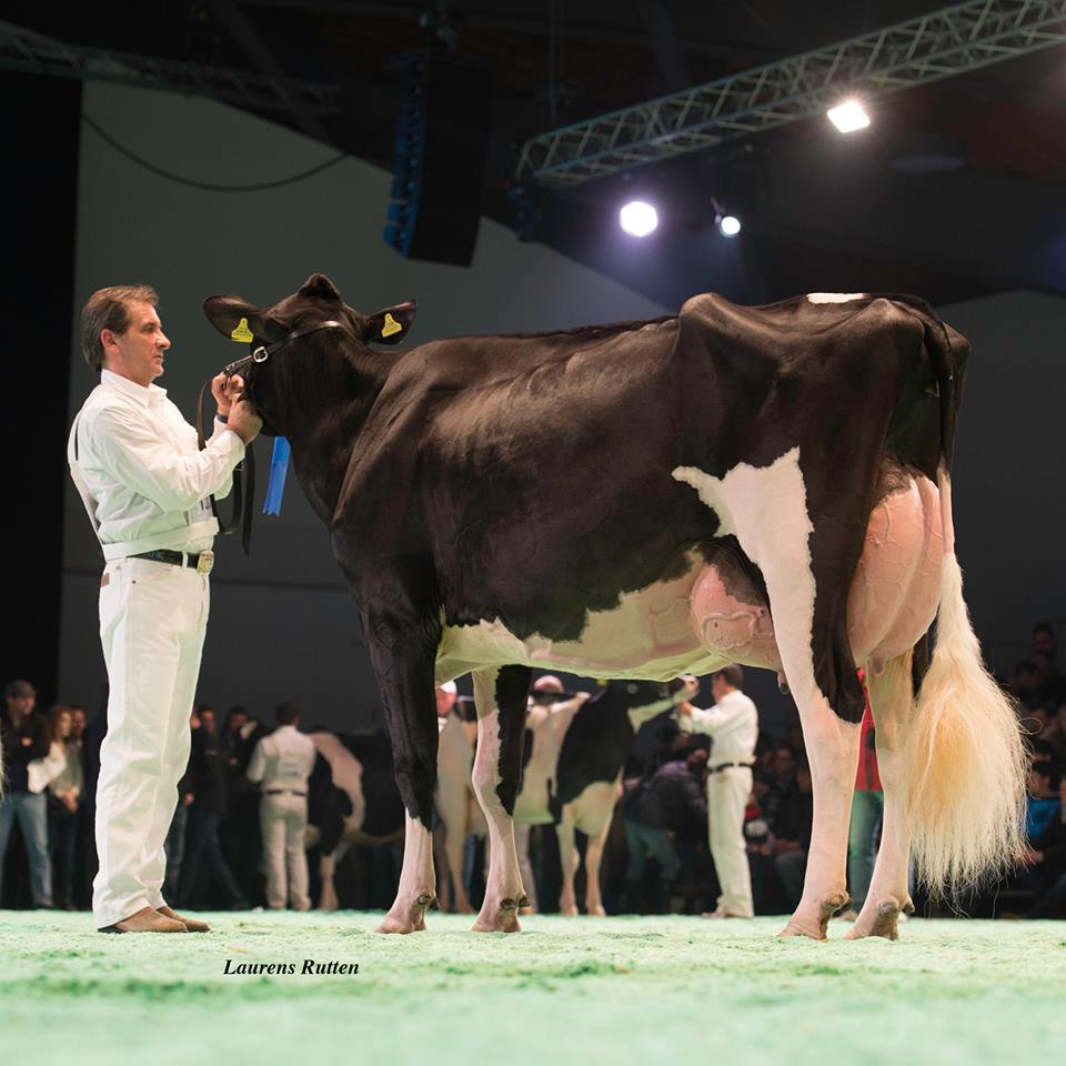 Mattenhof Lightening Utta