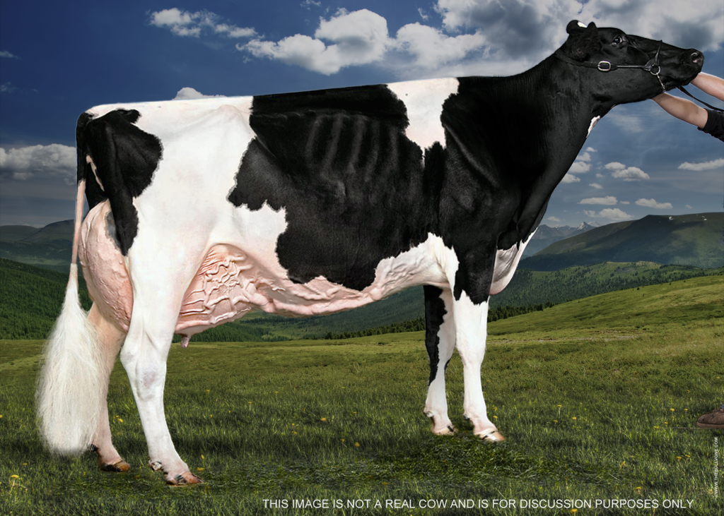 Mature Cow - composite background