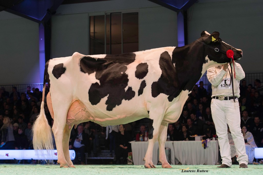 Mollanges September Solene