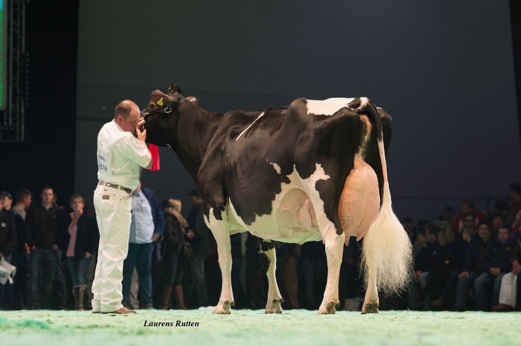 Ptit-Coeur Iron Dirona