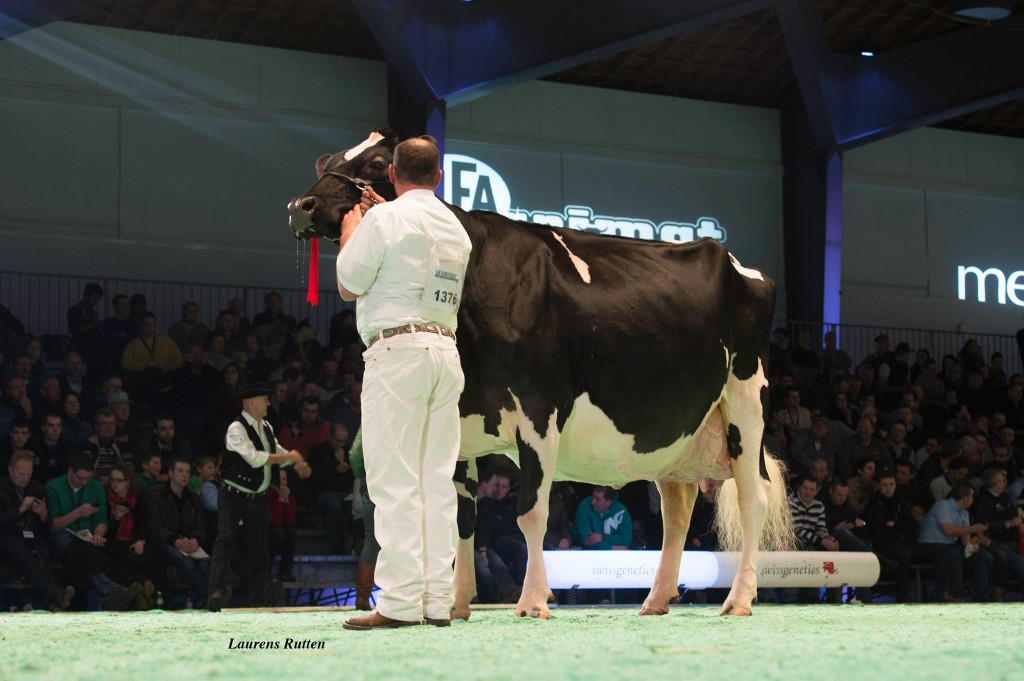 Ptit-Coeur Iron Dirona