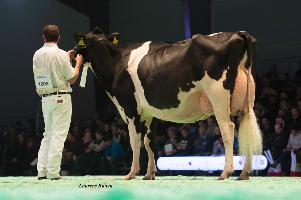 Rogy Jasper Emeraude