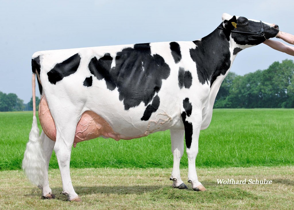 Stormatic Krista EX-95 2E