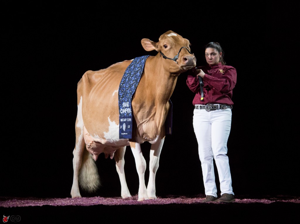 Wee Acres Spider Clara Bell All-American Aged Cow for Cara Woloohojian