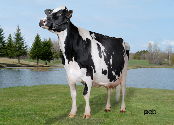 VIEUXSAULE ALLEN DRAGONFLY EX-94-2E-CAN      14* NOM. ALL-CANADIAN 4-H JR.1-YR 2003 2 Superior Lactations  