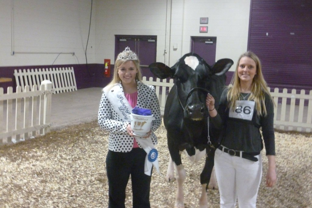 Best Bred & Owned - Open Show Lu-Anne Antisdel, PA Dairy Princess Lauren Nell (Photo PA Holstein Association)