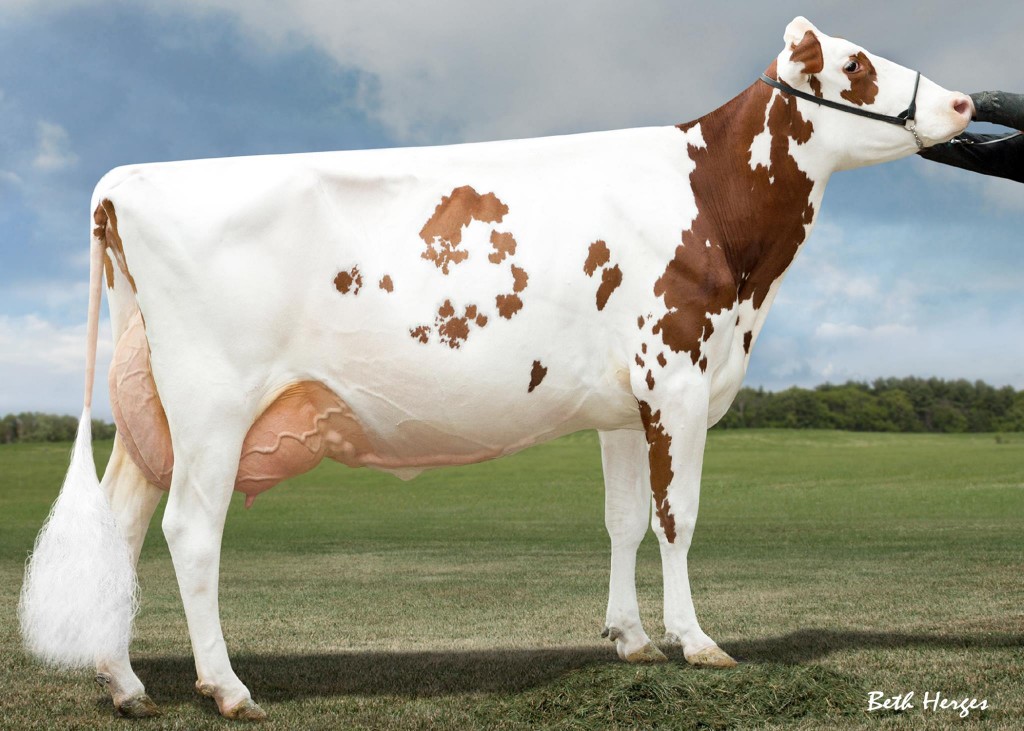 Rosedale Tea-Rose now EX 94 2E Rosedale Tea-Rose now EX 94 2E