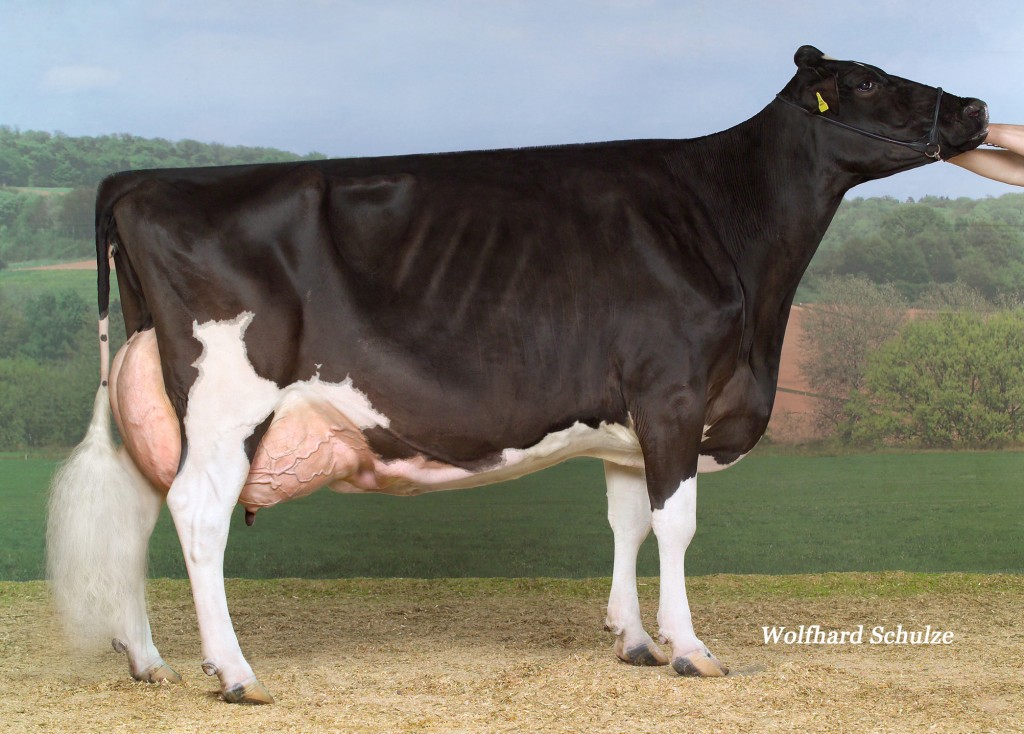 Hellender Juror Jurgolin EX-92-CH 6E 11*     Supreme Champion & Hon Ment Best Udder Brunegg '11     1st at the Swiss Expo in '08 and '09 & 3rd in '11     Dam to COLIN (s. Champion) @ Swiss Genetics! #4 Swiss ISEL Bull (12/12)     Dam to the Hon. Mention Gr. Champion Swiss Expo '11: CALANDA     Jurgolin is in 8th lactation and already over 110.000 kg milk lifetime production!     She has 1 EX-94-2E dtr, 1 EX-94-3E dtr and 1 EX-95-3E daughter! Picture in 7th lactation