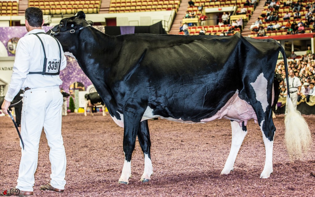 Rosedale Lexington on the newest EX-95 of the breed