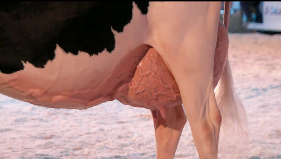 Best Udder - Ptit Coeur Affirmed MEDECINA