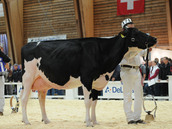Bel Goldwyn GOLDRIANA - Gobeli Alex / Bach Lorenz, Gstaadstrasse 79, 3792 Saanen