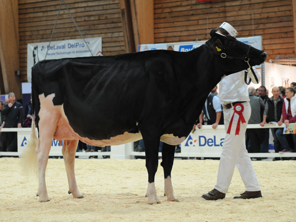 Mattenhof Goldwyn RONJA - Gobeli Alex, Gstaadstrasse 79, 3792 Saanen