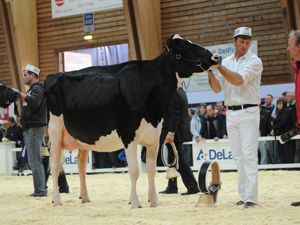 Dupasquier Dundee CASSY - Romanens Benoît, Eric & Michel, Ch. de Cuquerens 100, 1630 Bulle