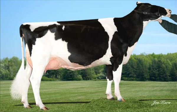 CITYVIEW GOLD APRICOT EX-91-CAN Dam of top selling animal CITYVIEW SHOTTLE AXCESS VG-86-2YR-CAN