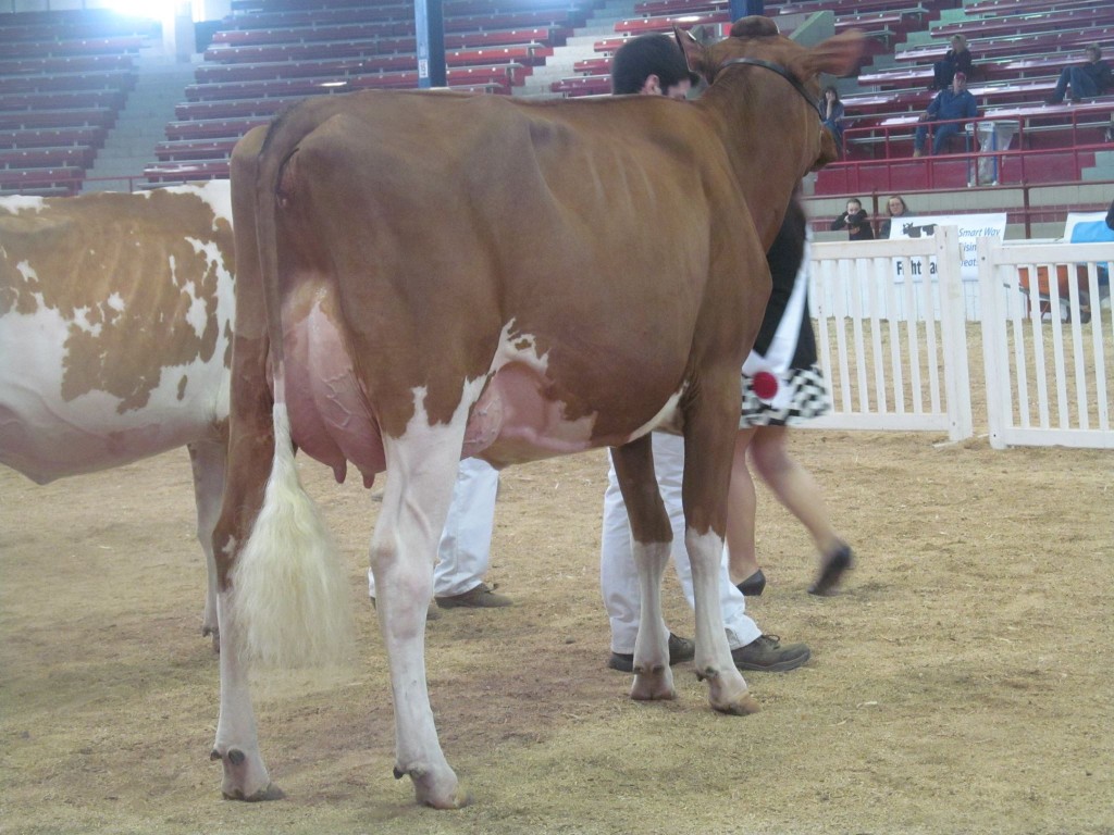 1st Senior Two-Year-Old, 1st B&O, 1st JR: Reyncrest Real Laredo-Red Exhibited by: Andrew Reynolds