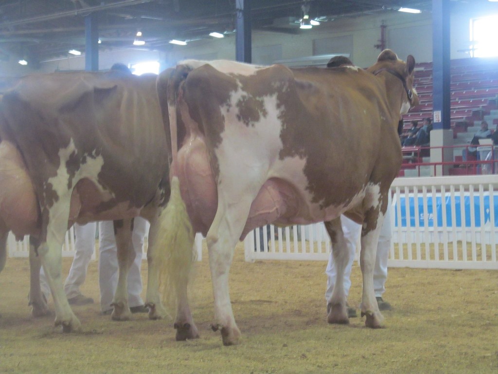 1st Aged Cow, 1st B&O, 1st BU, 1st JR: Ridgedale Runway-Red-ET Exhibited by: Cyrus Conard, NY