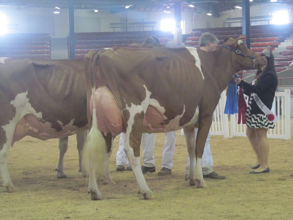 1st Five-Year-Old, 1st B&O: Elmbridge Lookout Lady In-Red Exhibited by: Lookout, Elmbridge, Frank & Diane Borba, Canada