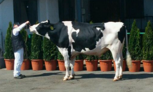 Semex's CEO Paul Larmer snapped this picture of genomic superstar 0200HO07450 Amighetti Numero Uno at today's 25th Anniversary Open House and Grand Opening Ceremony at Génbank-Semex Hungary!