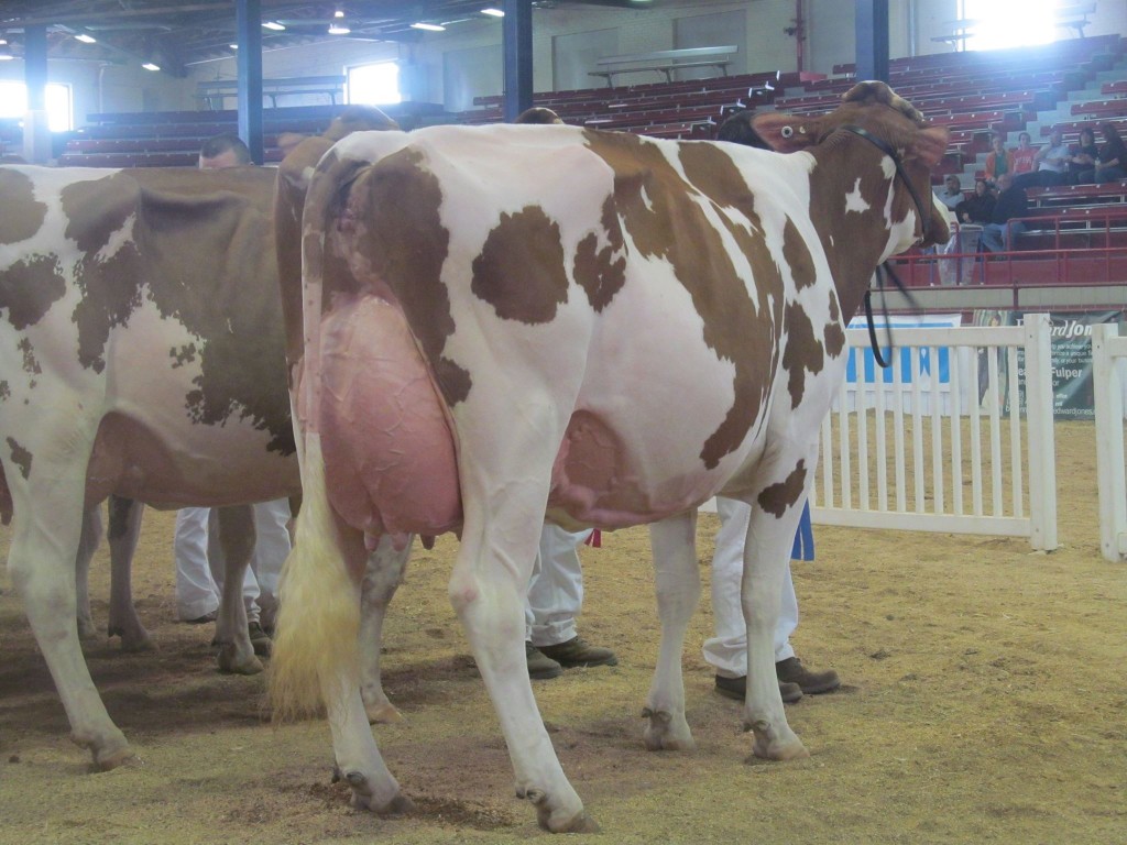 1st Four-Year-Old, 1st BU: Crestomere Absolutely Love-Red Exhibited by: Gene Iager & Craig Walton, OH