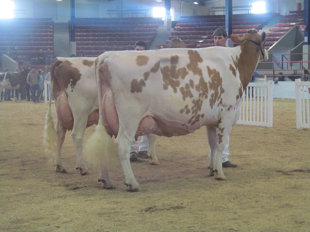 1st Aged Cow, 1st BU: Dyks Kite Linda-Red-ET Exhibited by: Todd Whittier, MA