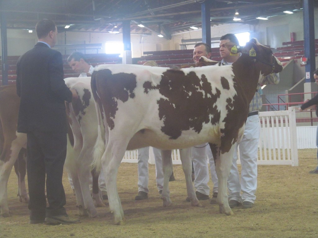 1st Summer Yearling, 1st B&O: Siemers Defiant Juby-Red-ET Exhibited by: Siemers Holsteins, WI