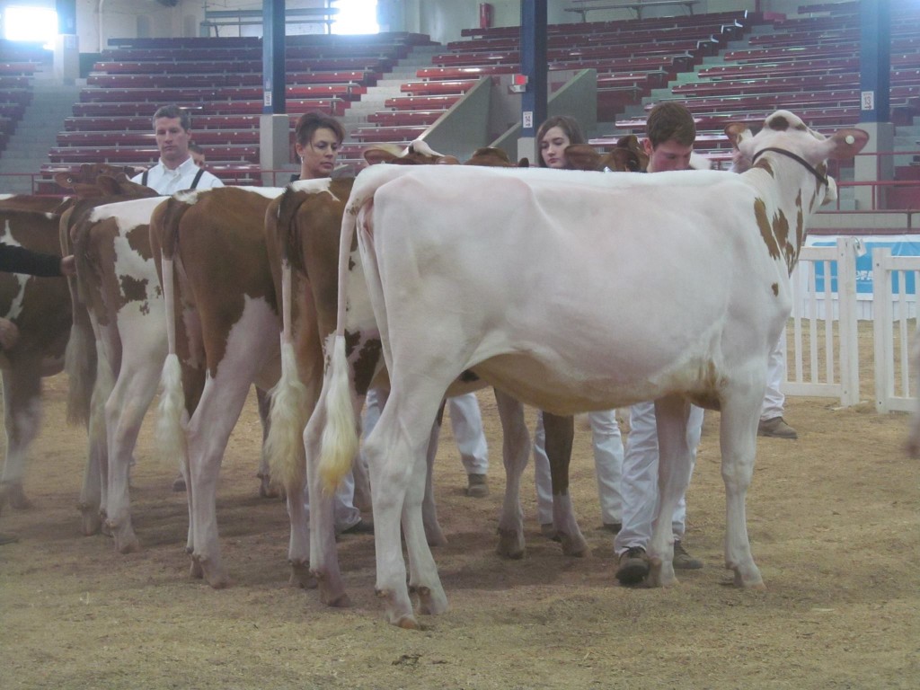 1st Spring Yearling, 1st Jr: Schluter Sydney Lee-Red Exhibited by: Cooper Galton, NY