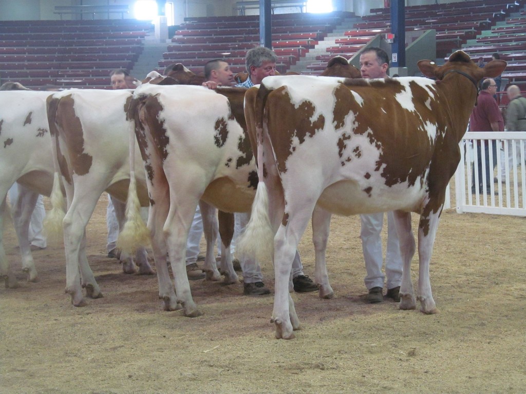 1st Fall Yearling: Ovaltop Rlty Ronnie-Red-ET Exhibited by: Mike Garrow, NY